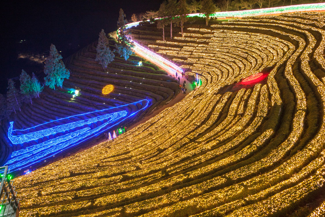 Boseong Çay Tarlası Işık Festivali