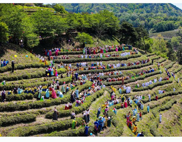 Boseong Hoş Kokulu Çay Festivali